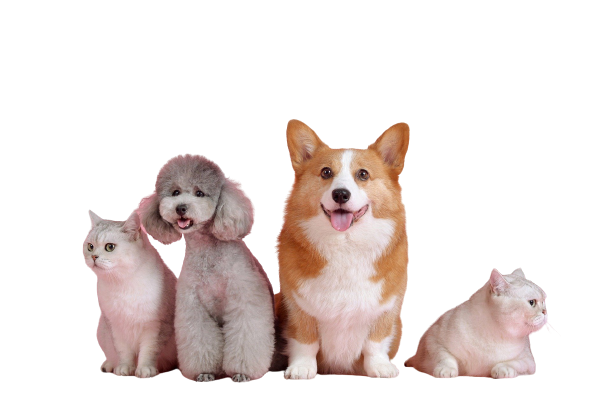 Image of Animal