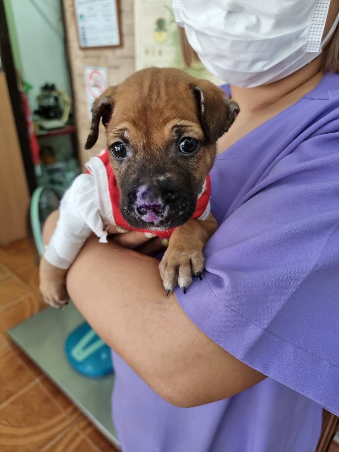 image of pet