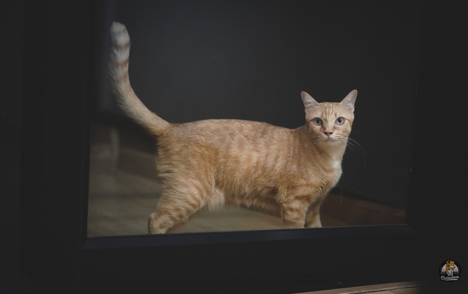 image of pet