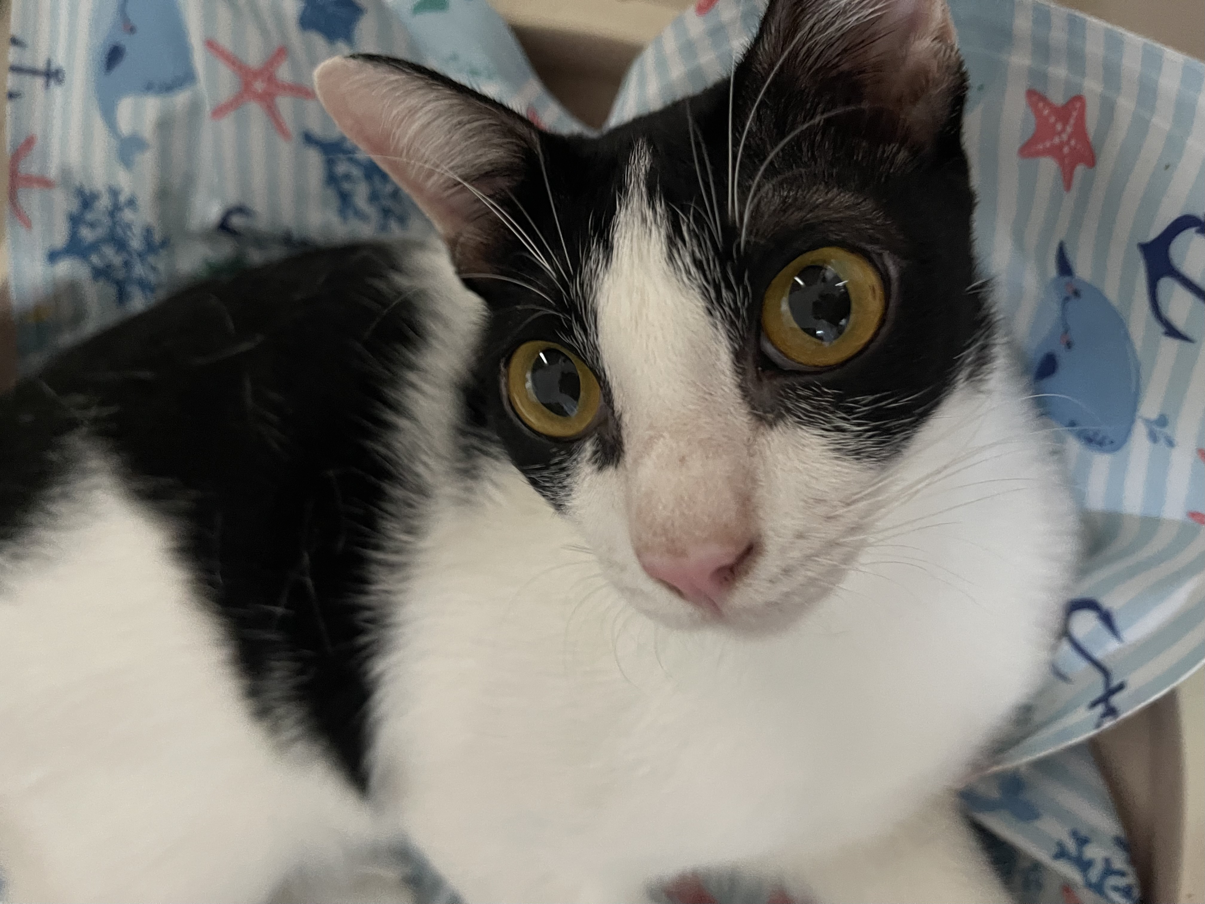 image of pet