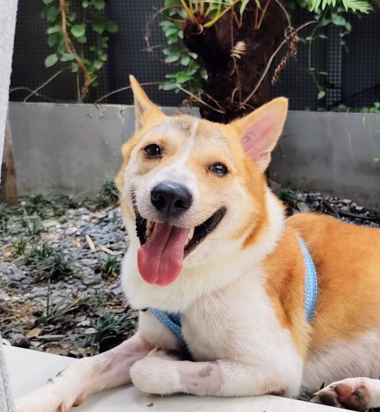 image of pet