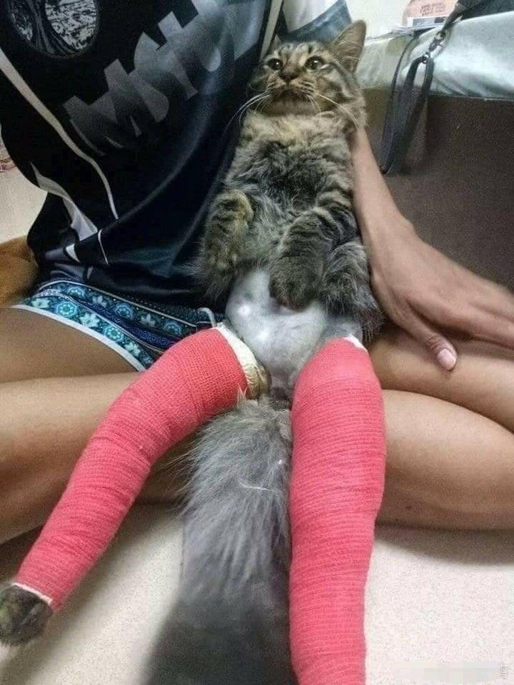 image of pet