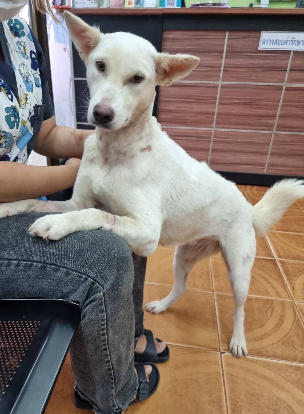 image of pet