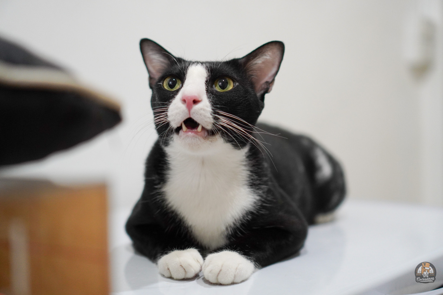 image of pet