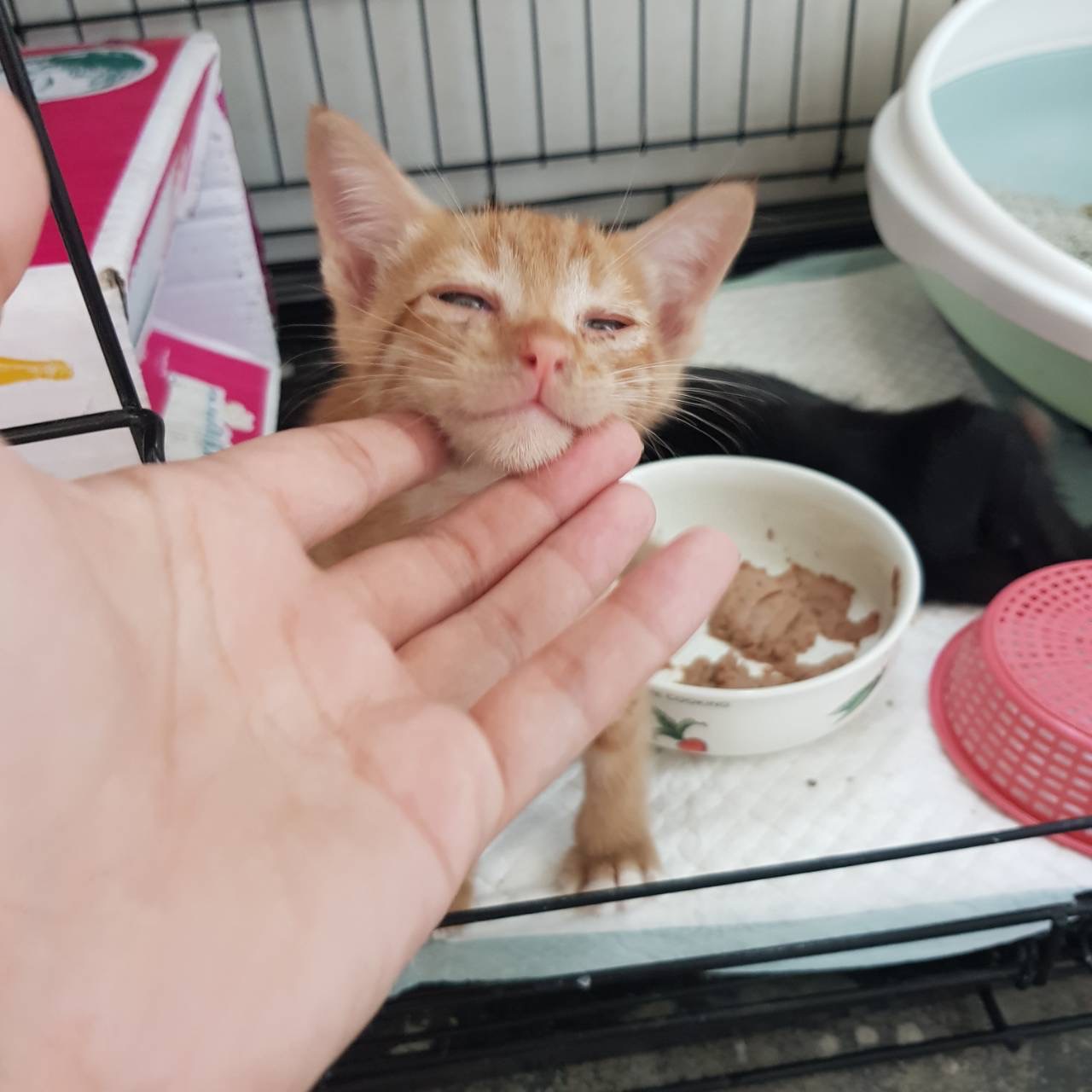image of pet