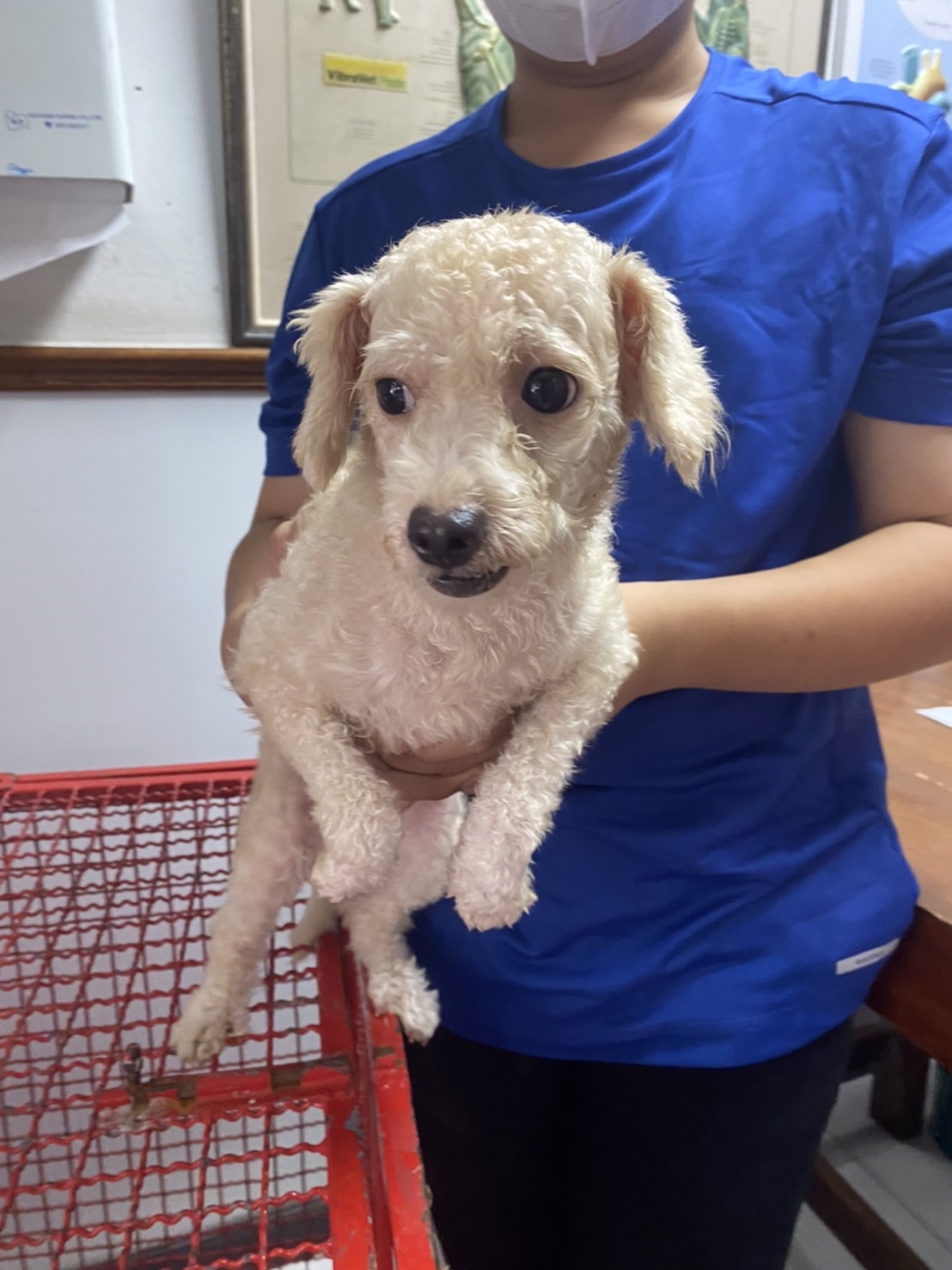 image of pet