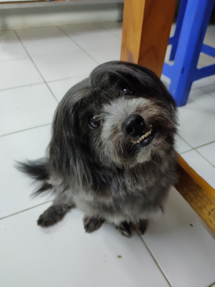 image of pet