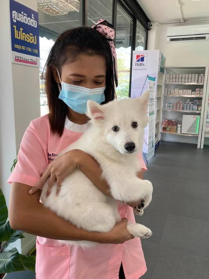 image of pet