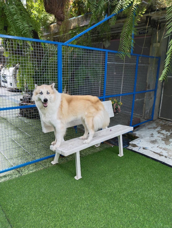 image of pet