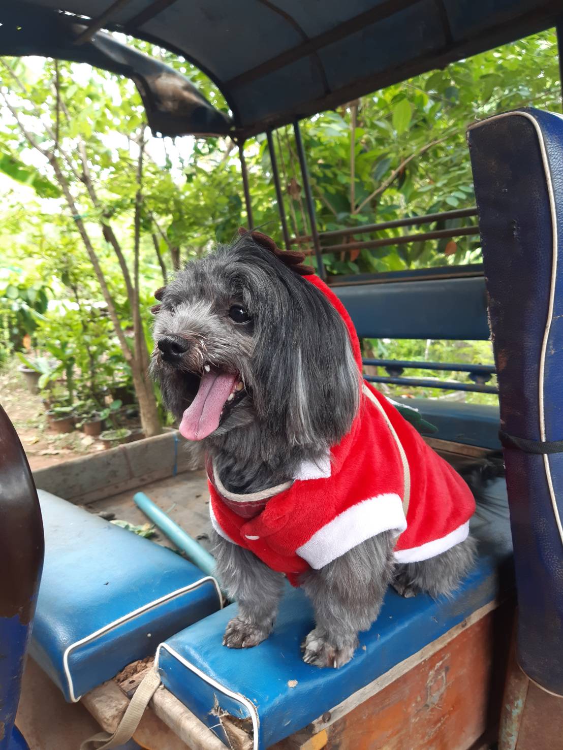 image of pet