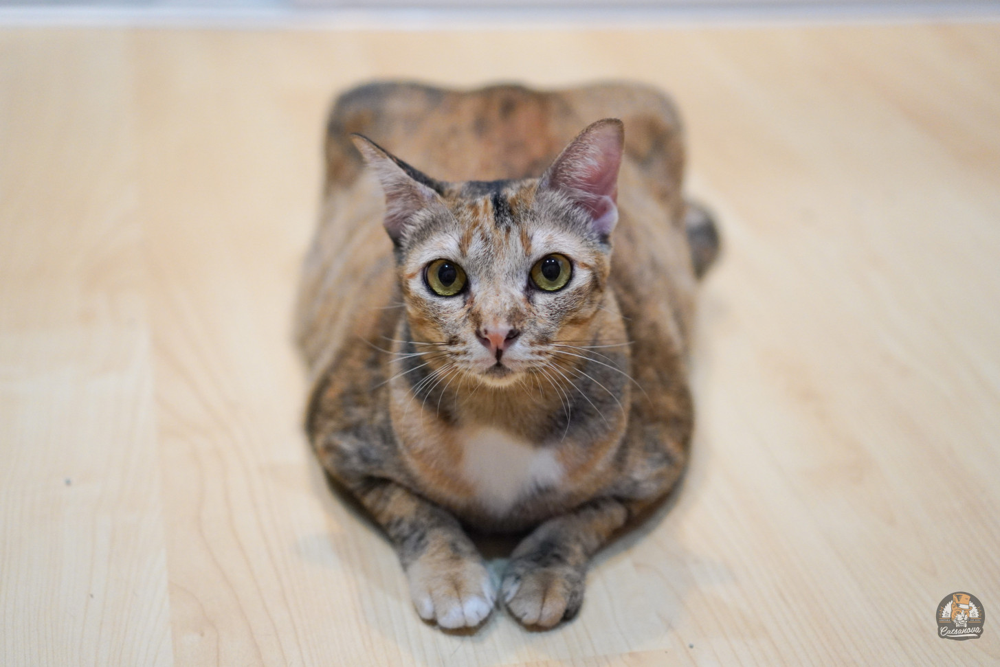 image of pet