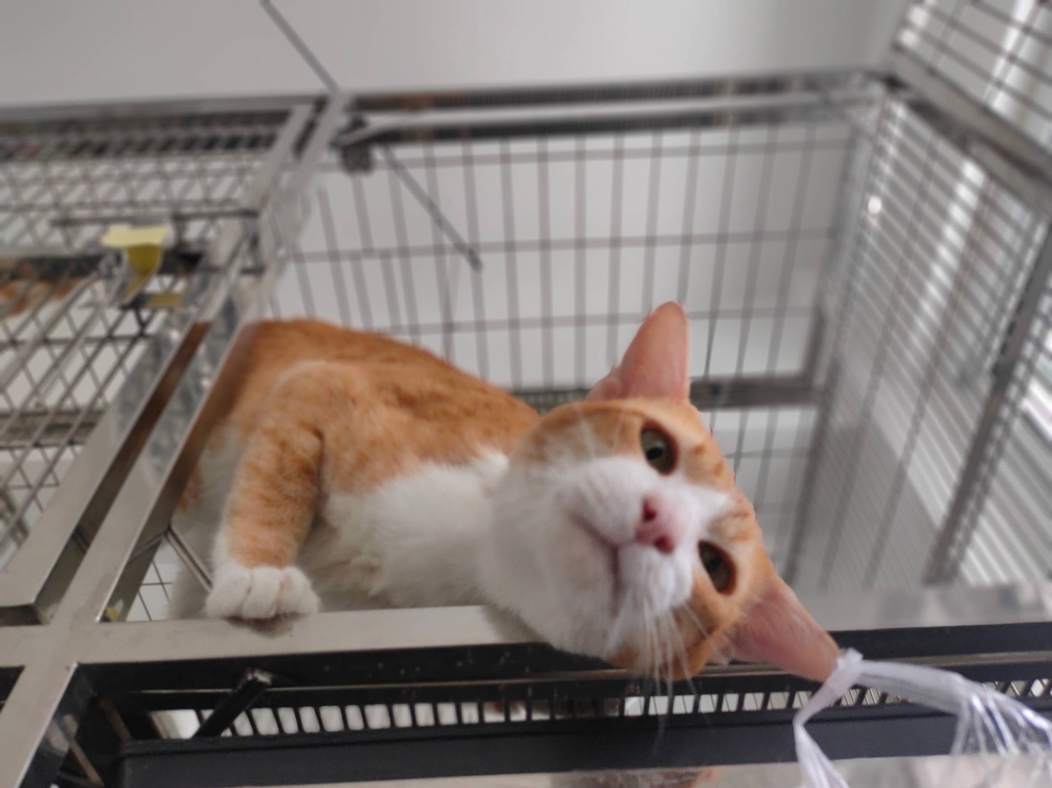 image of pet