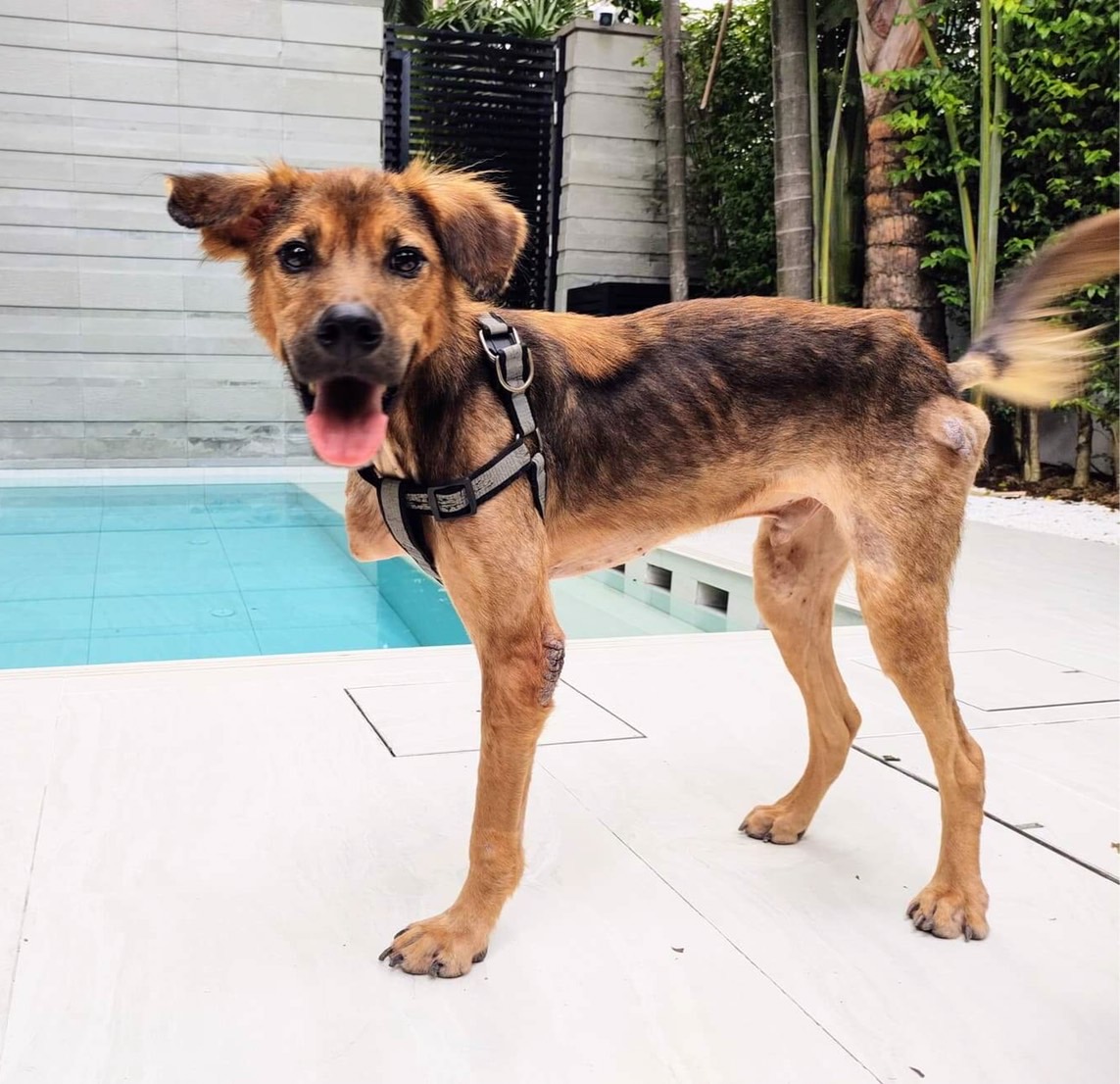 image of pet