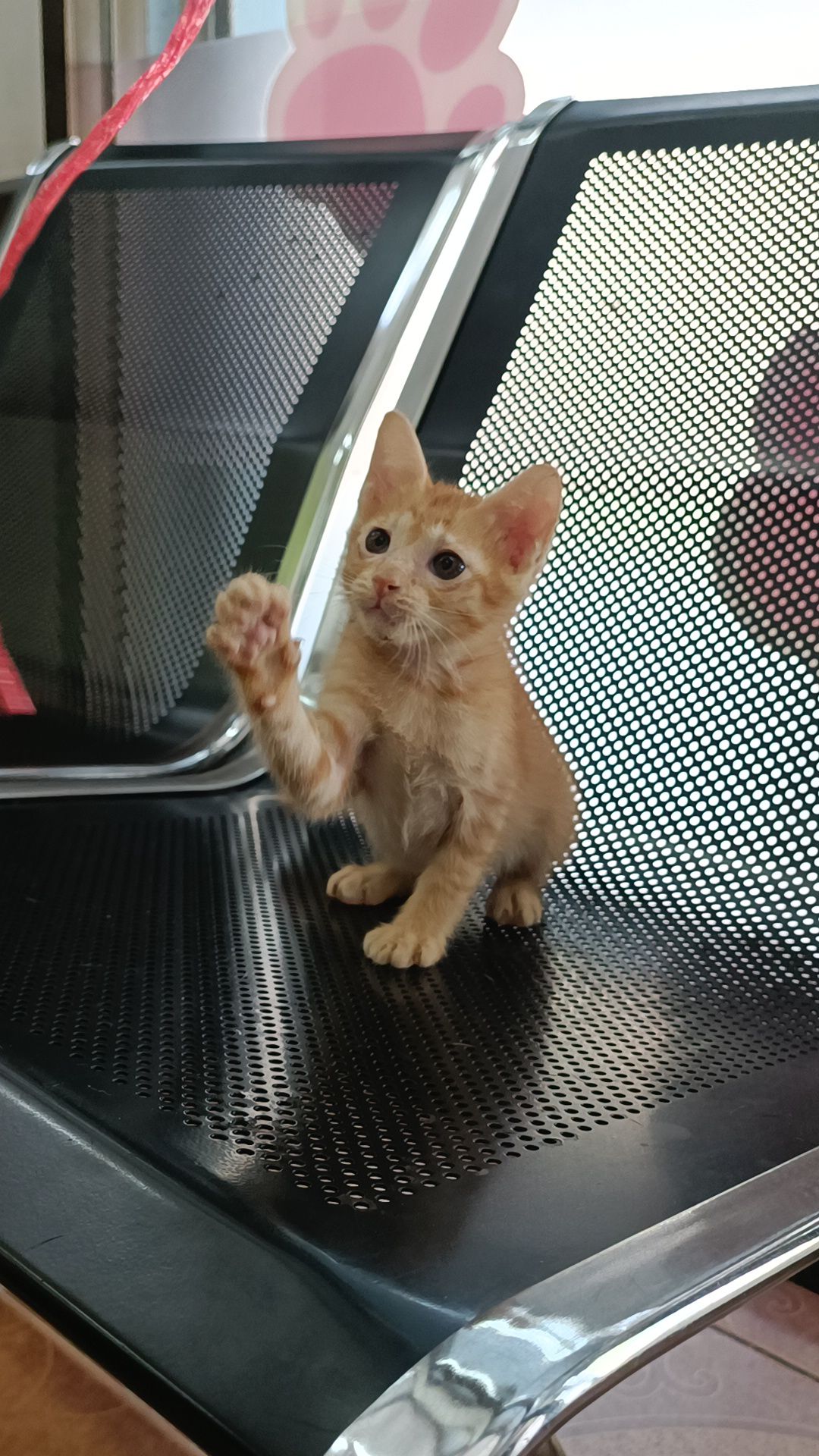 image of pet
