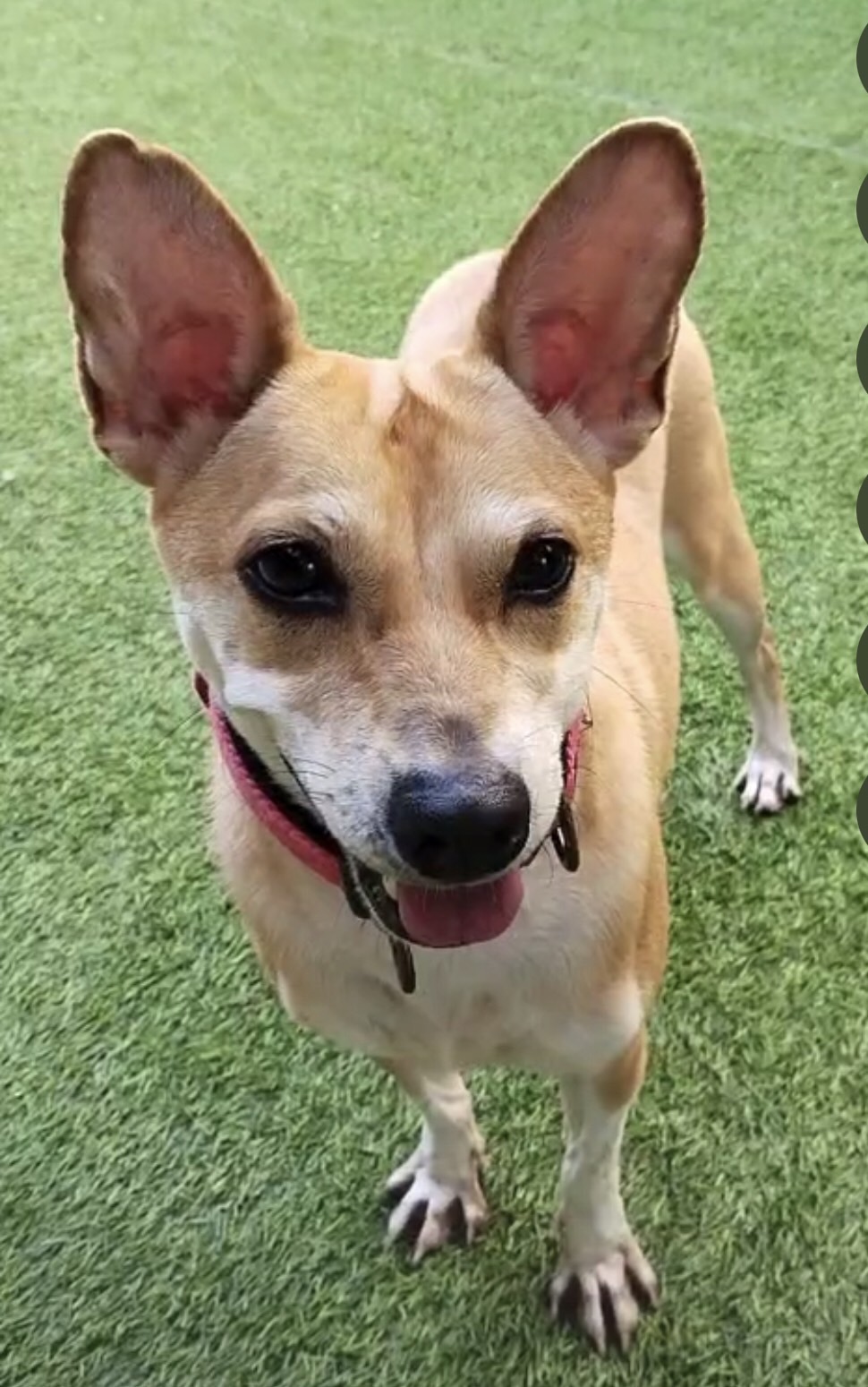 image of pet