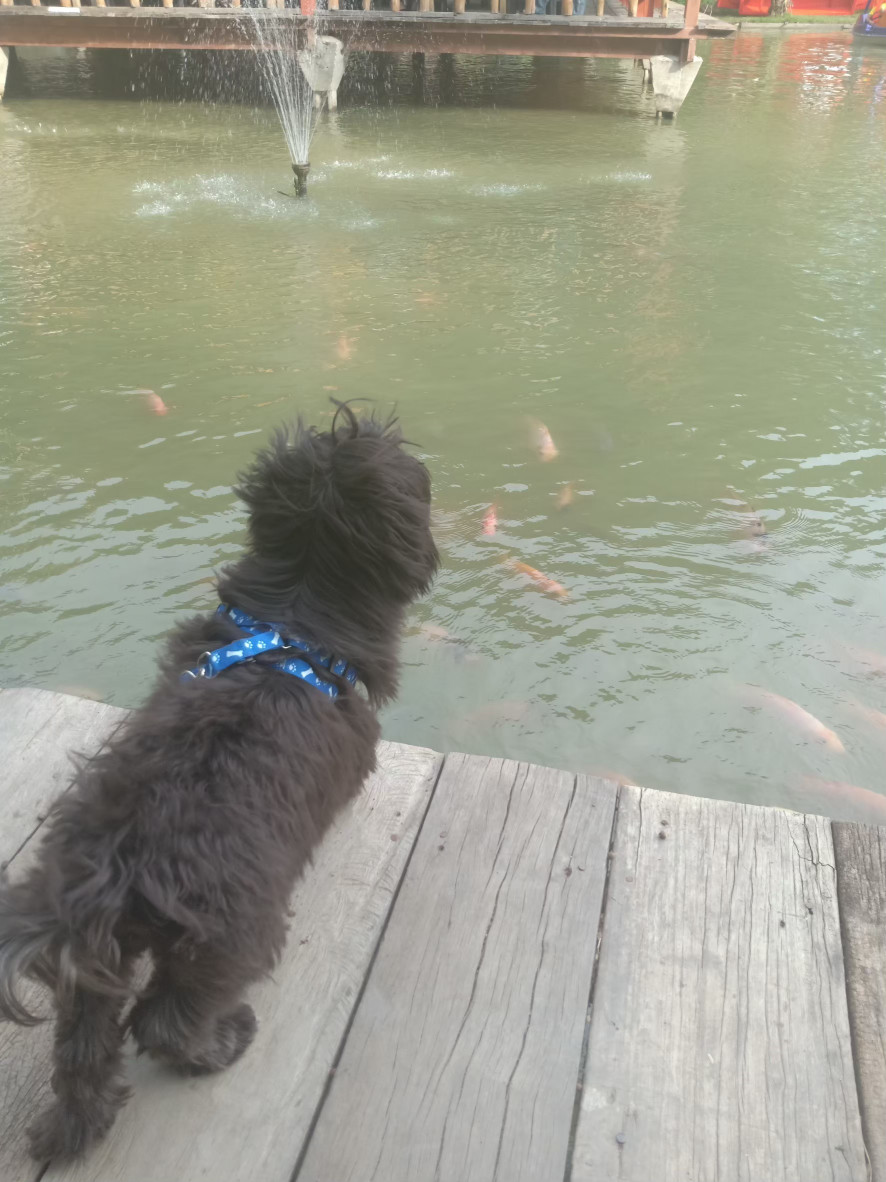 image of pet