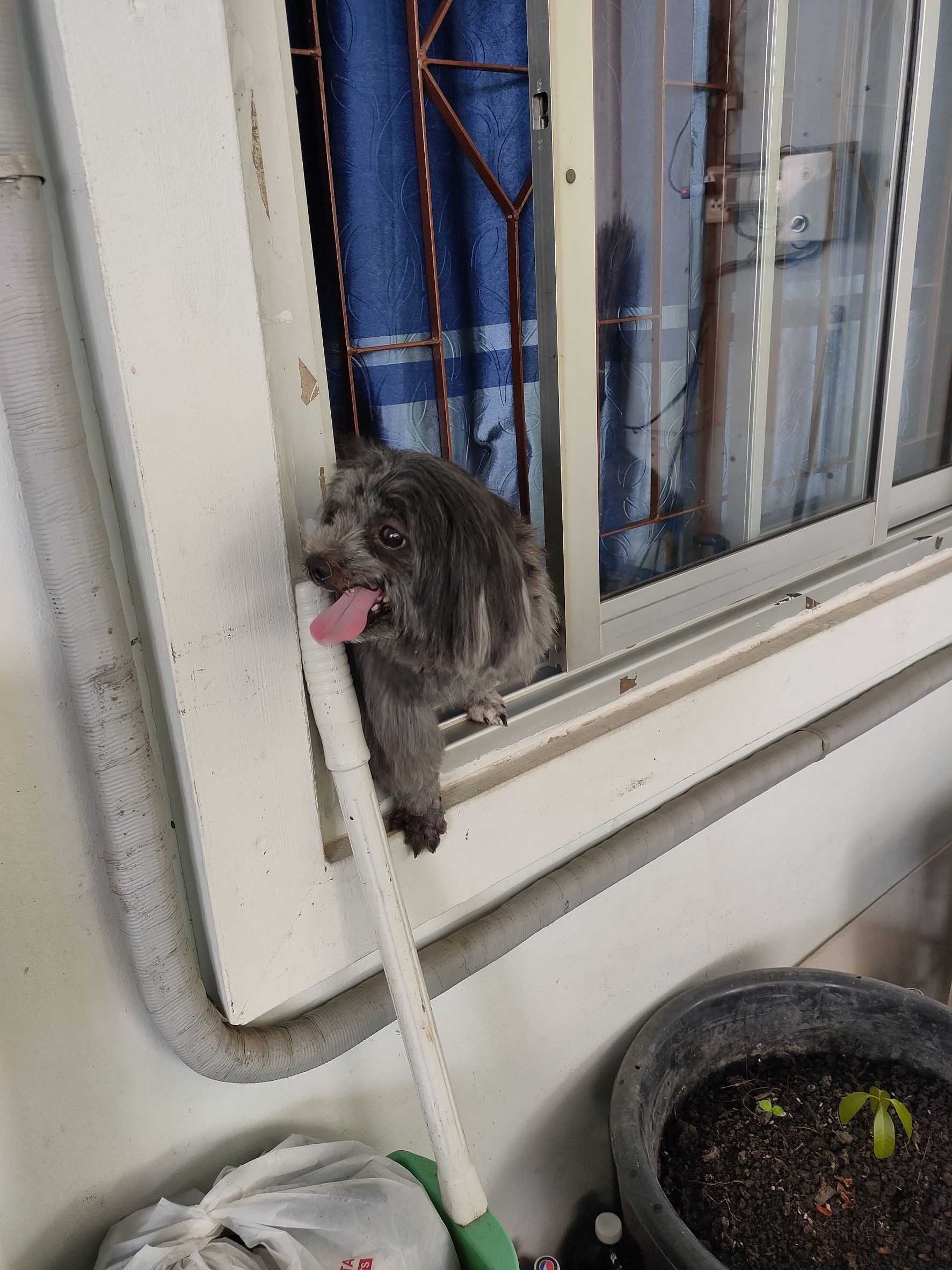 image of pet