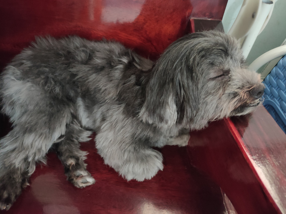 image of pet