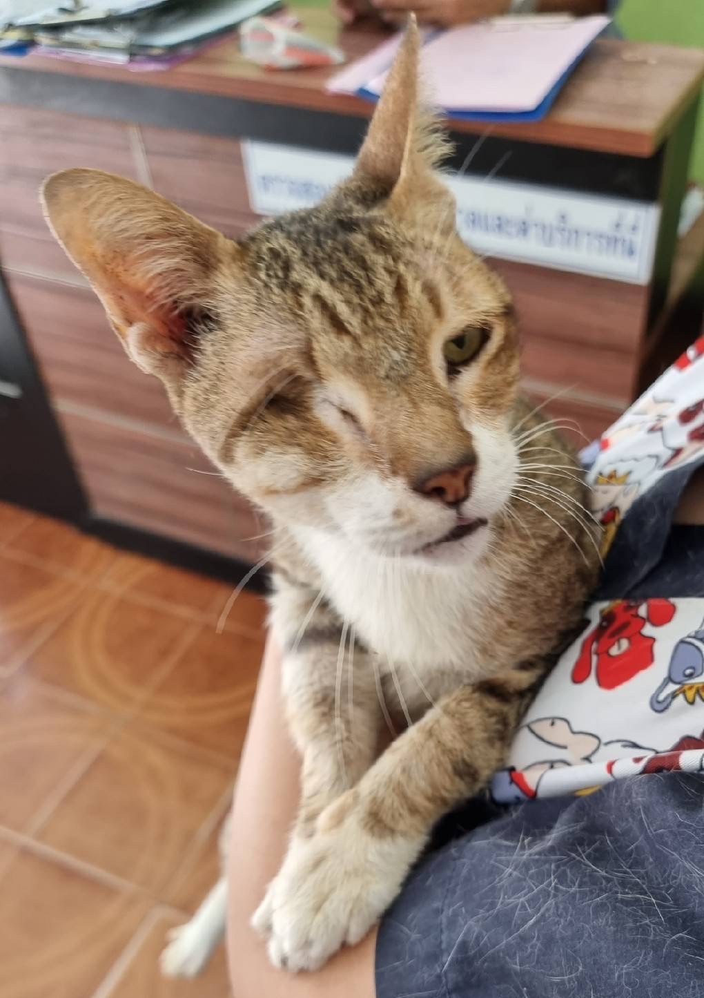 image of pet