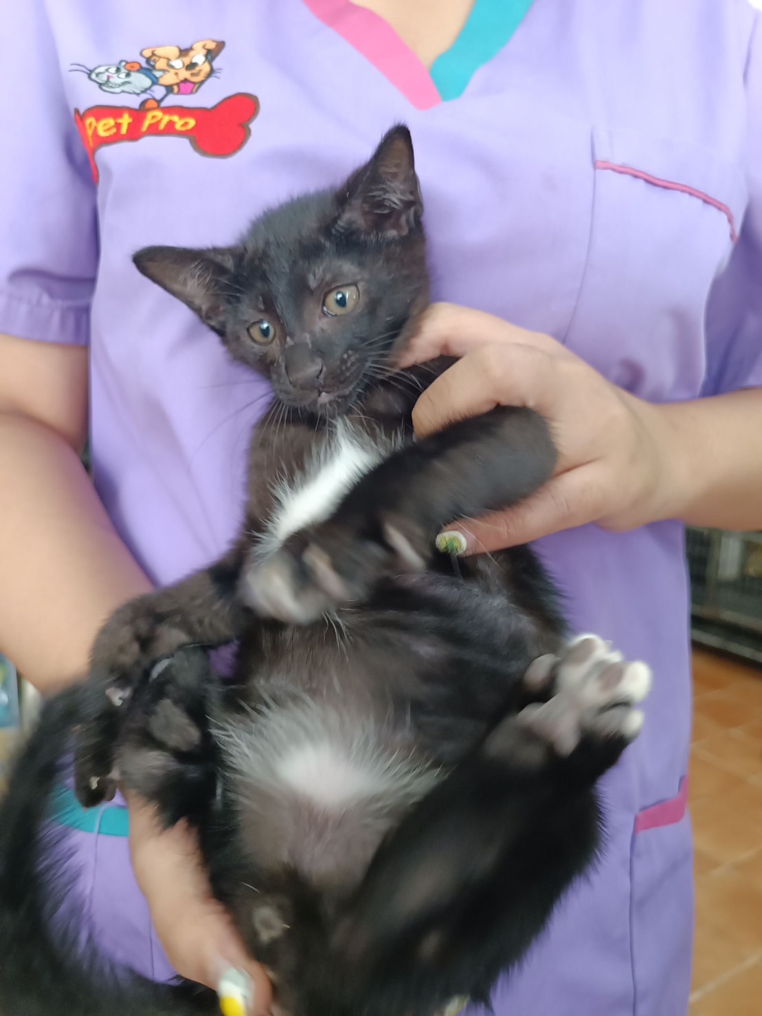image of pet