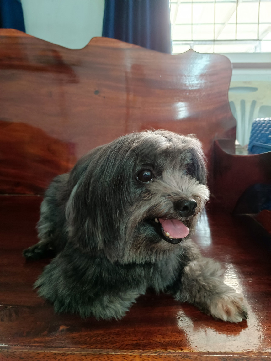 image of pet