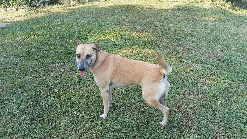 image of pet