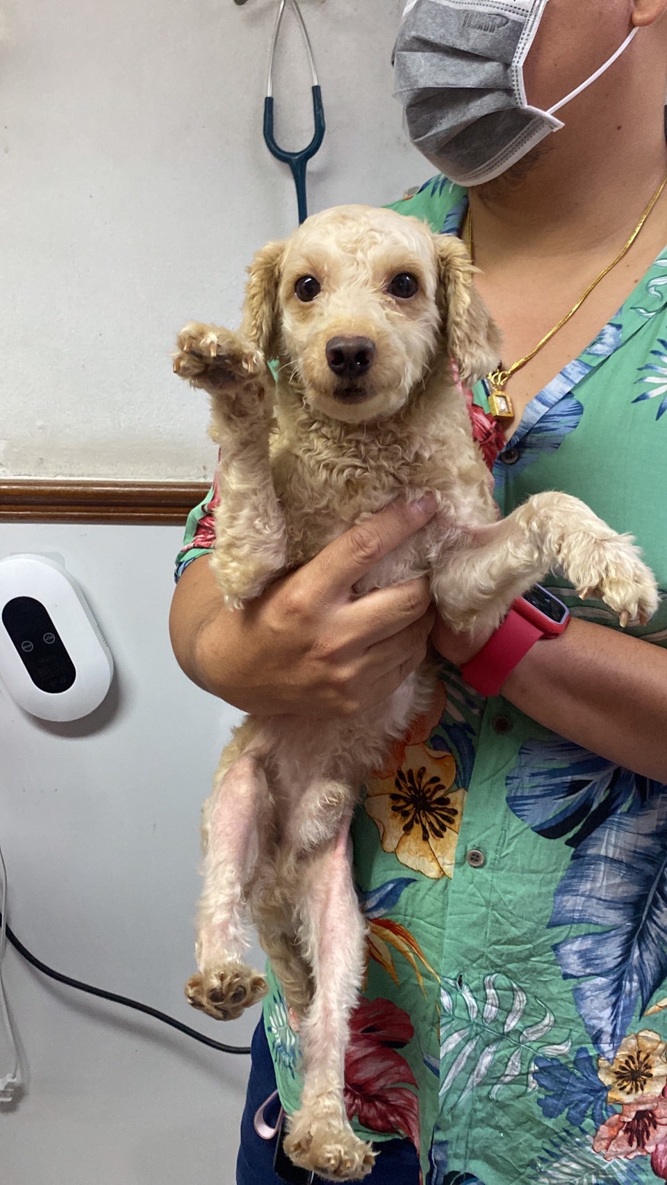 image of pet